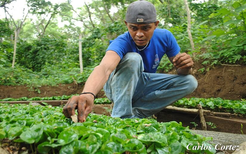 Producción agrícola en Nicaragua con buenas expectativas