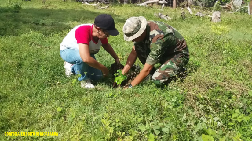 Quinto Comando Militar Regional del Ejército de Nicaragua participa en Jornada de Reforestación