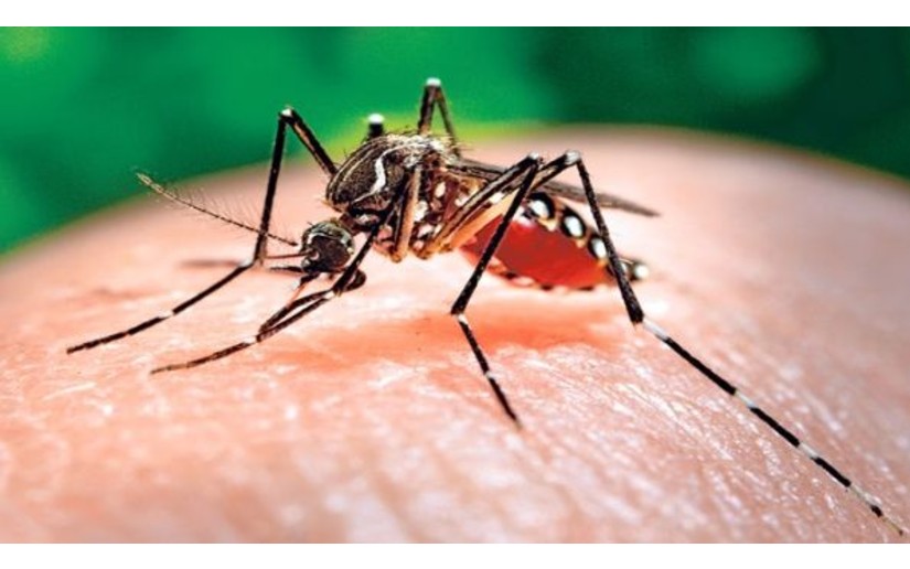 Intensifican acciones preventivas contra el dengue en Nicaragua 