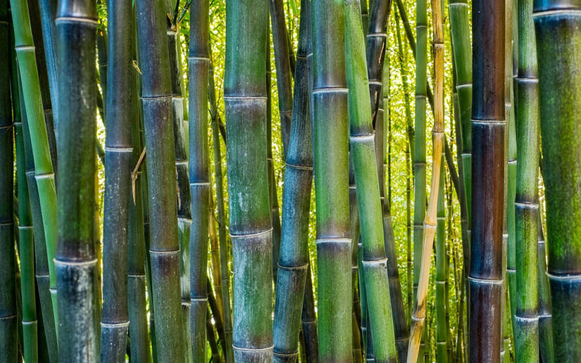Conozca las increíbles propiedades medicinales del bambú