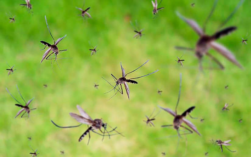 Managua, Estelí y Masaya departamentos con mayores casos de dengue 