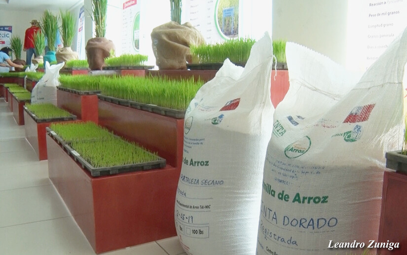 Centro Experimental TAI-NIC, 15 años mejorando la producción de arroz en Nicaragua