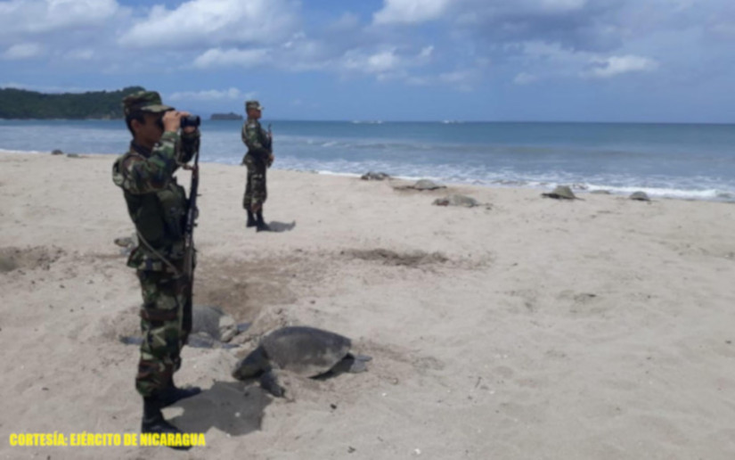 Ejército de Nicaragua en protección de tortugas marinas