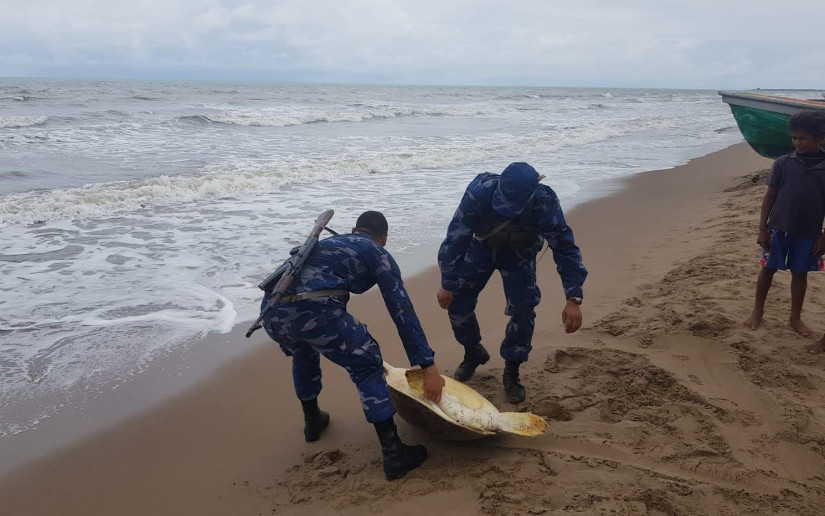 Fuerza Naval  ocupó y liberó a dos tortugas marinas en la Costa Caribe