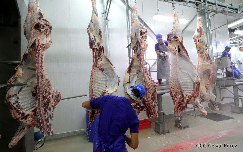 Agencia de noticias destaca a Nicaragua como líder exportador de carne bovina en Centroamérica