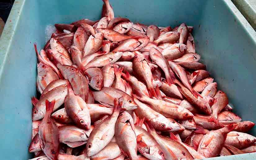 Labores de pesca en las zonas costeras se normalizan tras paso de Onda Tropical