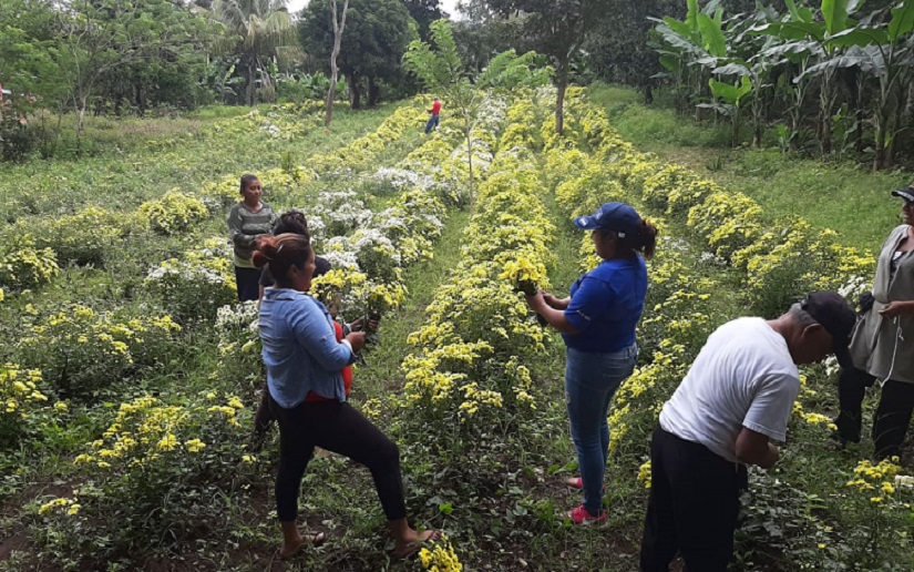 Productores de Flores listos para abastecer mercados y cementerios de Nicaragua