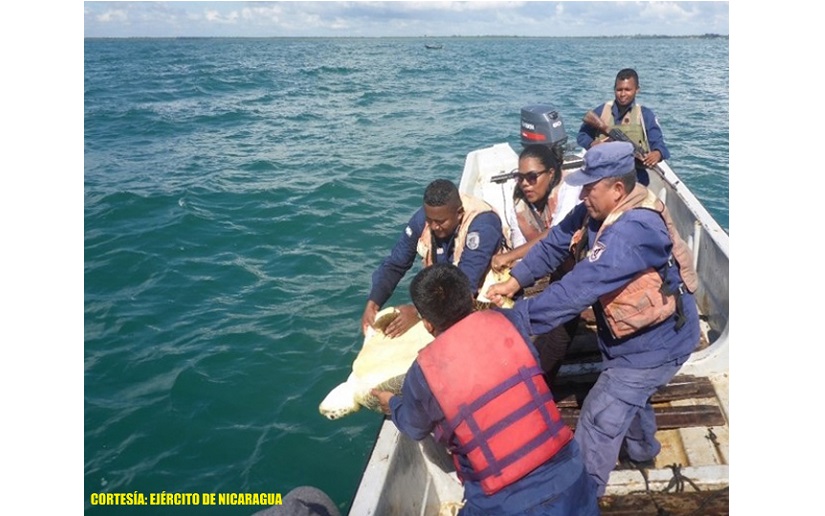 Fuerza Naval libera tortugas marinas en la Costa Caribe