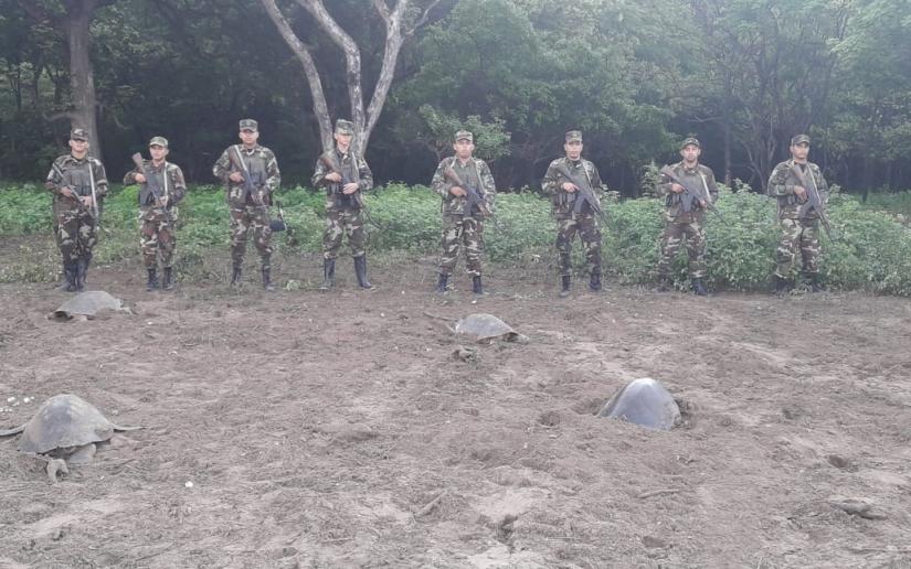 Más de 61 mil tortugas marinas son resguardadas por el Ejército de Nicaragua en el Refugio La Flor