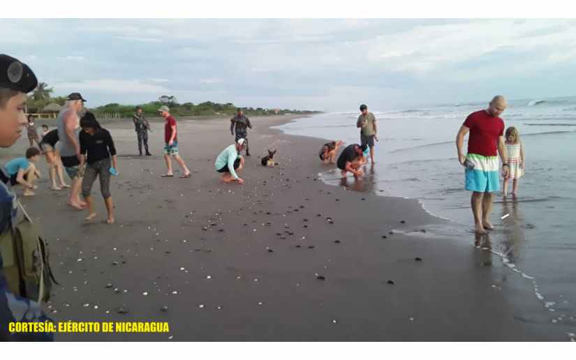 Fuerza Naval libera tortuguillos en la Reserva Natural Isla Juan Venado 