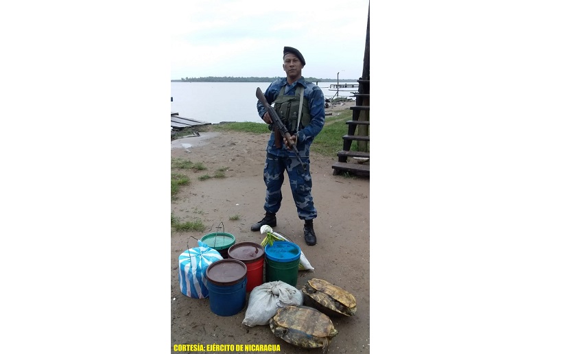 Fuerza Naval ocupó carne de tortuga verde y liberó a dos tortugas de agua dulce
