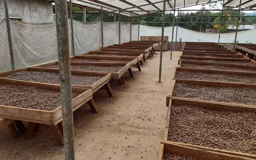 Reportan buena producción de cacao en Siuna