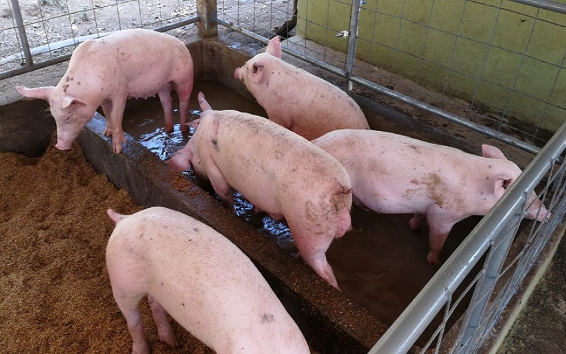 Inauguran nueva granja especializada en producción y mejoramiento genético de cerdos en Chinandega