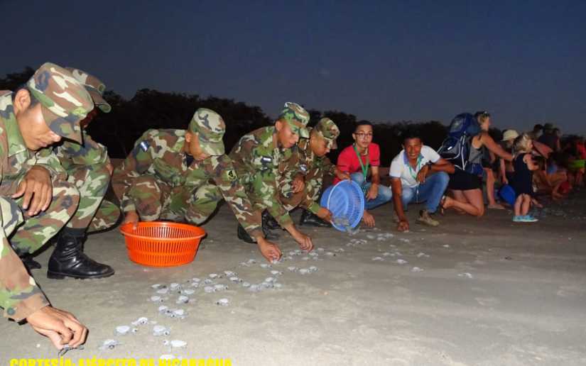 Ejército de Nicaragua garantiza seguridad en liberación de tortuguillos 