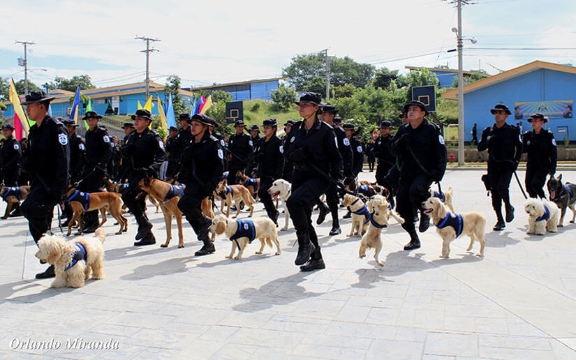 Más de 700 nuevos policías se graduarán para fortalecer la seguridad en Nicaragua