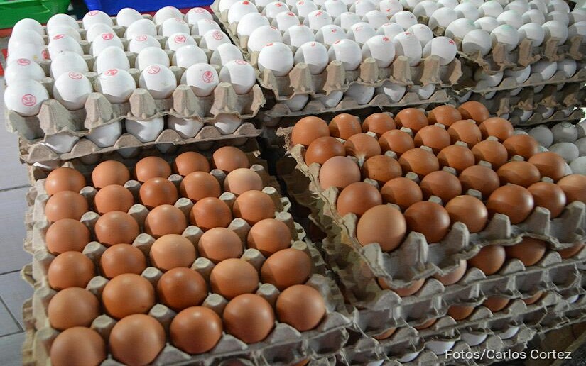 Nicaragua reporta mayor producción de carne de pollo y huevo
