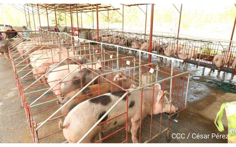 Crece la producción de carne de cerdo en Nicaragua