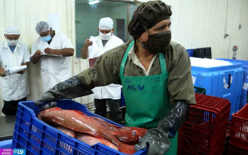Inpesca reporta buenos resultados en la producción y exportación de mariscos