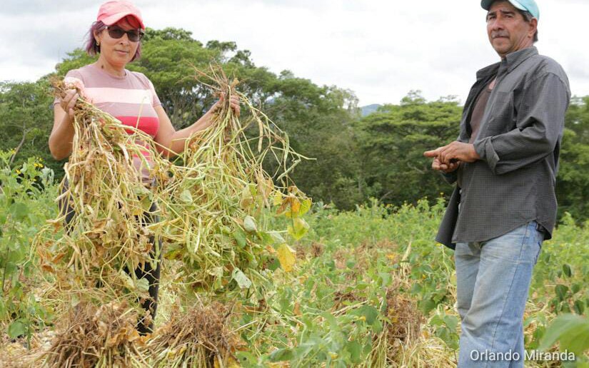 Ciclo Productivo 2020-2021 seguirá fomentando la agricultura familiar en Nicaragua