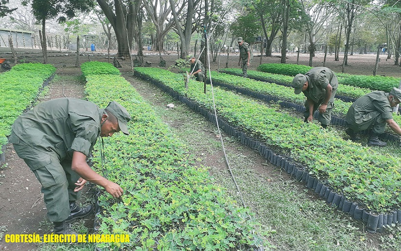 Ejército de Nicaragua participa en el establecimiento de vivero forestal en Estelí