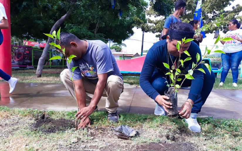 Sembrarán 13 mil árboles en zonas urbanas y rurales de Nicaragua