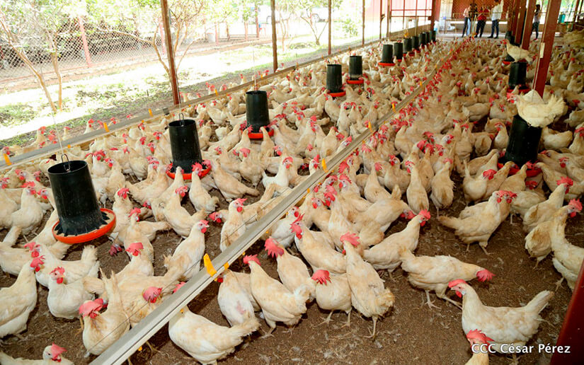 Nicaragua reporta incremento en la producción de carne de pollo y huevo