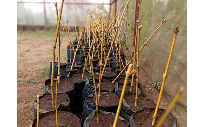 Mefcca inaugura vivero de bambú en Jinotepe