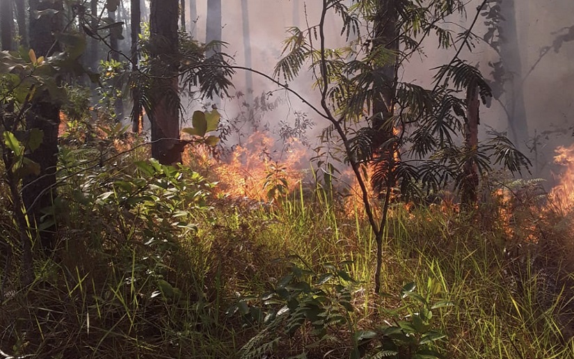 Incendios afectaron 62 manzanas entre maleza pasto y pino en diferentes partes de Nicaragua