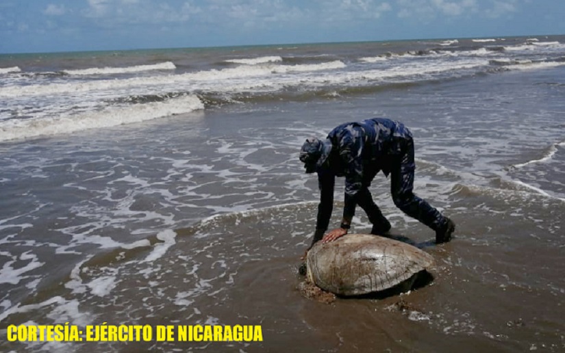 Ejército de Nicaragua realizó la ocupación y liberación de 4 tortugas verdes