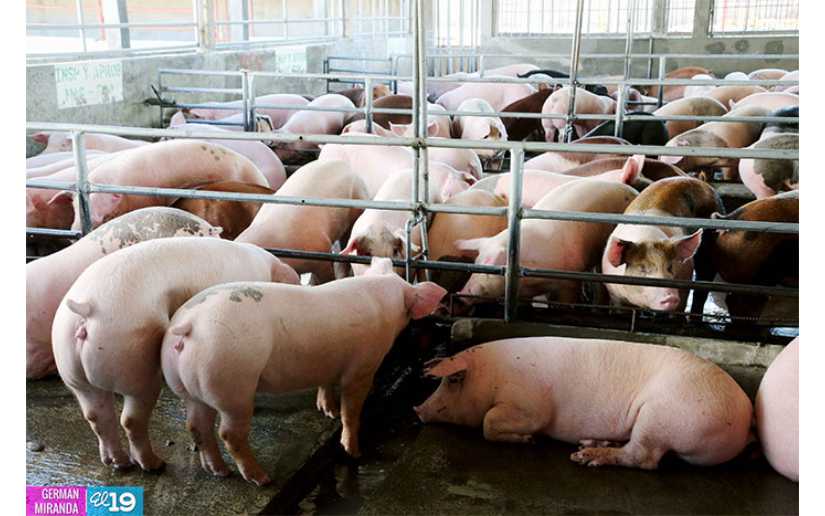 Crianza y reproducción de porcina revela un buen crecimiento en Nicaragua
