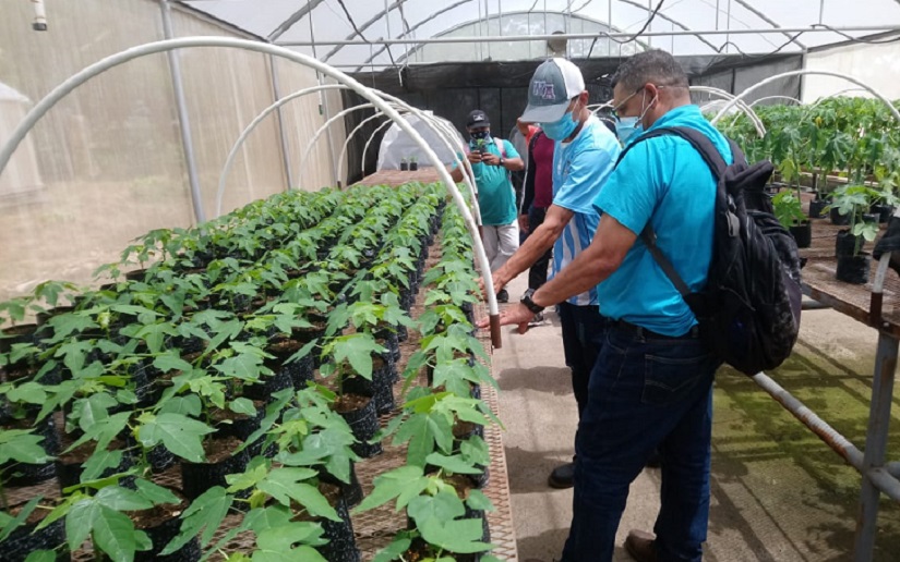 Experto taiwanés realiza capacitación sobre técnica de injertación y procesos in vitro en el cultivo de Guayaba y Papaya