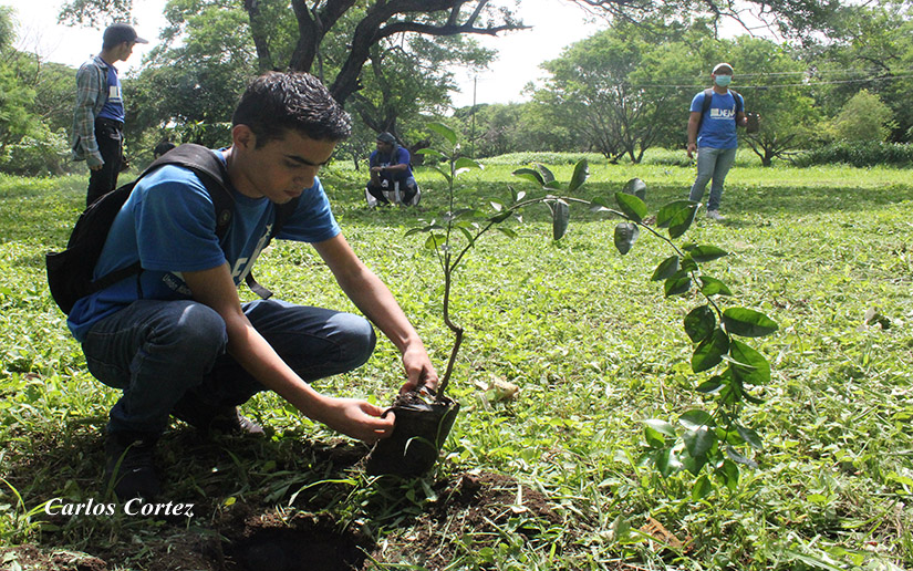 Siembran 41 árboles en el campo de la UNAN-Managua