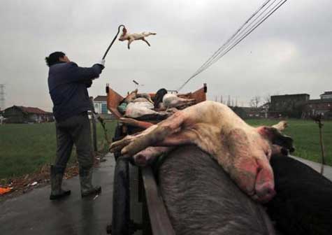 Encuentran muertos cientos de cerdos y perros en ciudad del centro de China 