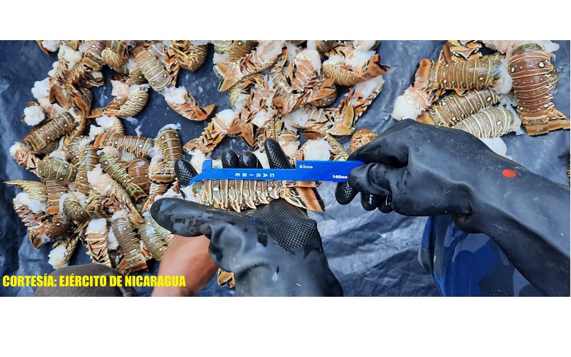 Fuerza Naval realiza ocupación de langostas y caracol rosado del Caribe