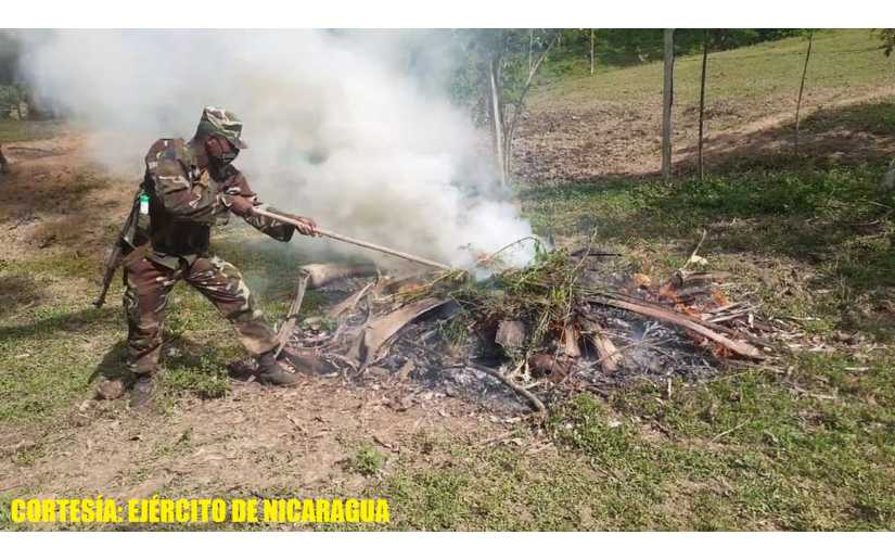 Ejército de Nicaragua halla e incinera plantas de marihuana