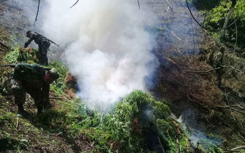 Hallazgo e incineración de plantas de marihuana en Jinotega