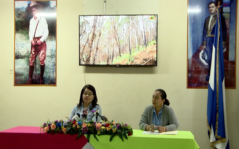 Más de un millón de plantas forestales y frutales han sido sembradas en Nicaragua