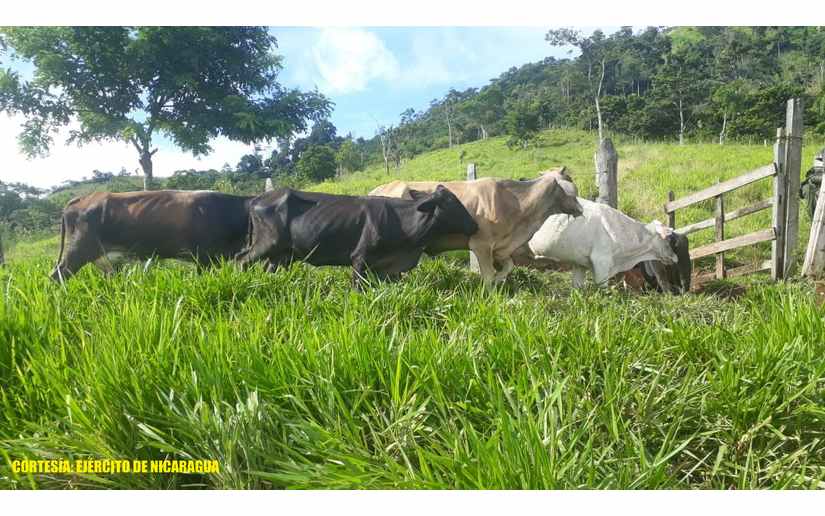 Retención de personas por traslado ilegal de ganado en la Costa Caribe Norte