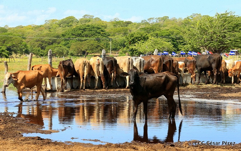 Nicaragua inicia exportaciones de ganado bovino en pie hacia México