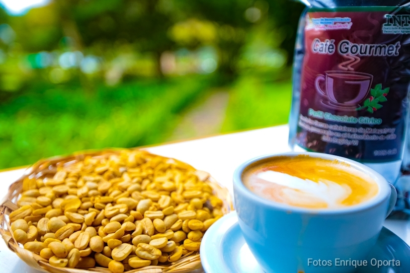 Gobierno de Nicaragua realiza el Lanzamiento del Certamen Taza de la Excelencia de Café 2021