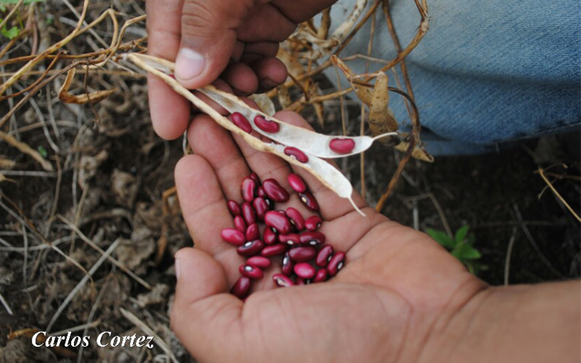 Gobierno de Nicaragua entregará 100 mil bonos productivos en zonas más afectadas por huracanes