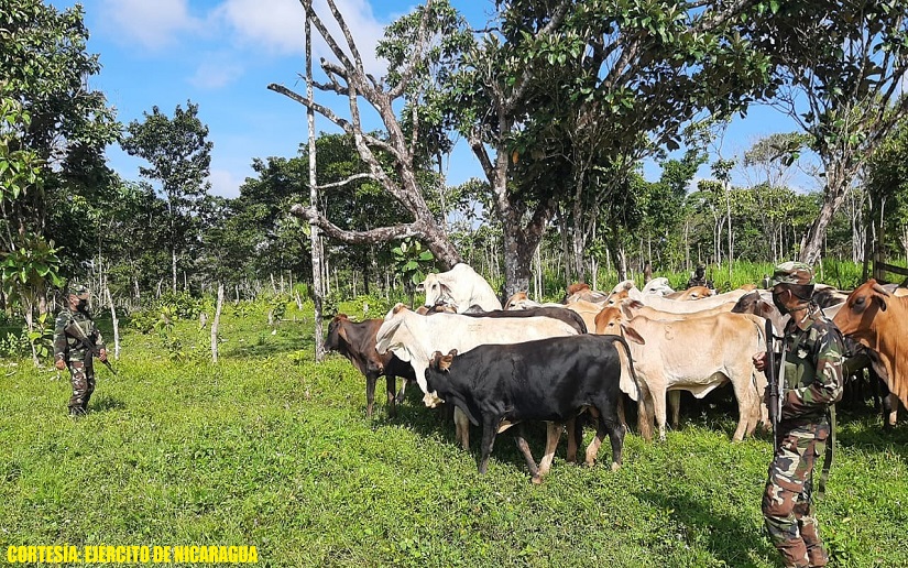 Ejercito de Nicaragua realizó la recuperación de 31 cabezas de ganado en el Caribe Sur
