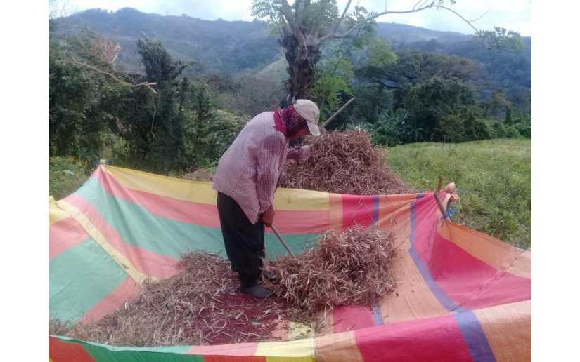 Inicia cosecha de frijol en el Norte y el Caribe de Nicaragua