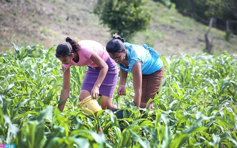400 mil bonos tecnológicos de semilla serán entregados a productores de toda Nicaragua en este 2021