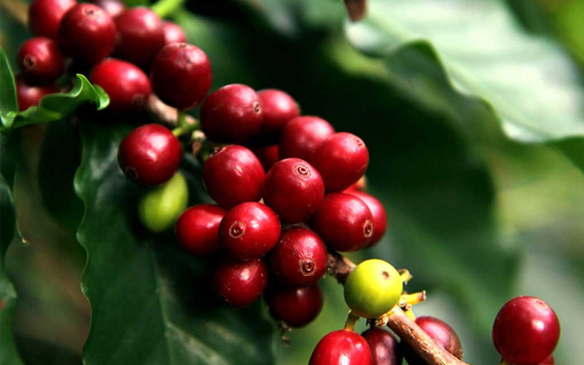 Café, el grano de oro: Avances Plan Nacional de Producción 2020-2021