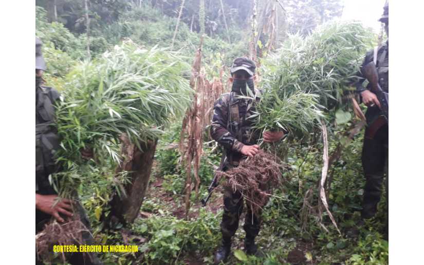 Hallazgo e incineración de plantas de marihuana