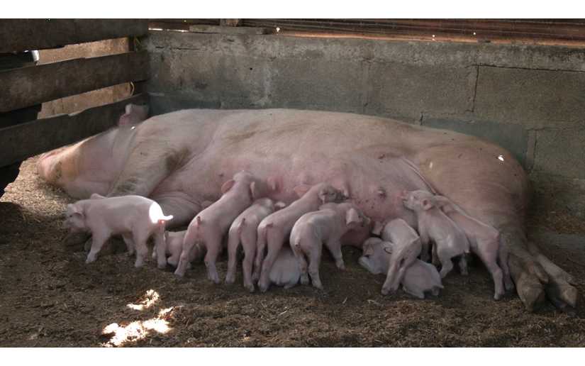 Programa de inseminación artificial porcino avanza con éxito en Estelí