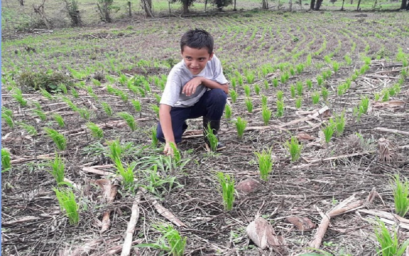 Galería fotográfica del cultivo de arroz como resultado del bono tecnológico a las familias productoras