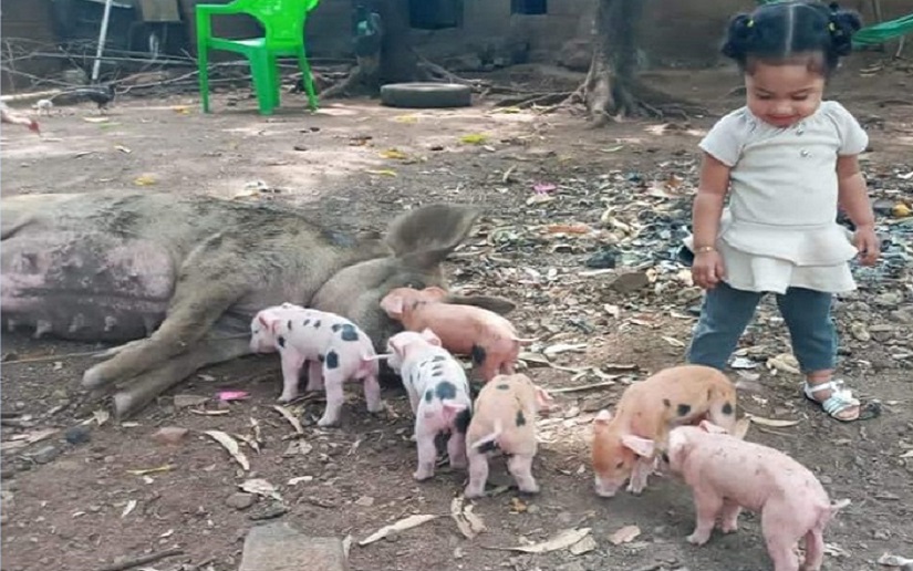 Galería fotográfica de lechones nacidos producto de la inseminación artificial porcina