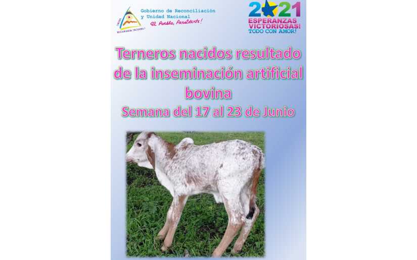 Así avanza el programa de inseminación artificial bovina